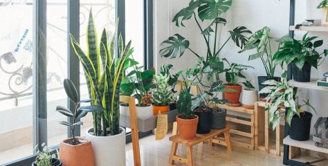 Les plantes idéales pour embellir votre intérieur !