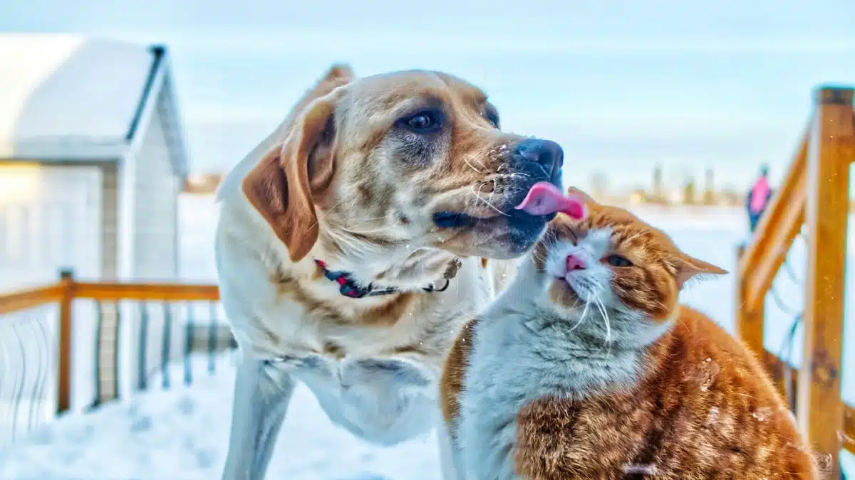 Blog spécialisé : des conseils de soins pour les animaux domestiques