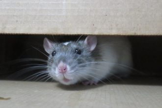 Dératisation à Cognin : un enjeu sanitaire à ne pas sous-estimer