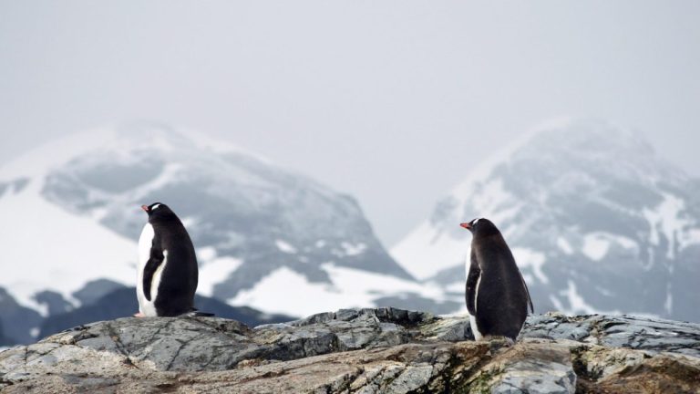 L’Antarctique : un continent de mystères à découvrir