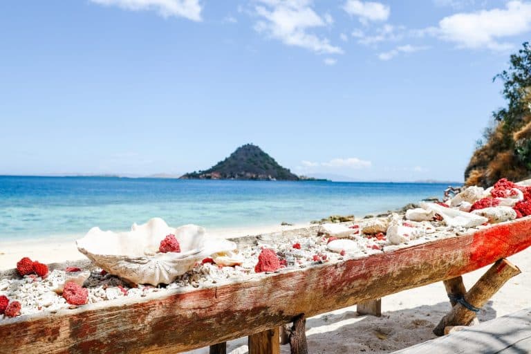 Récif corallien rouge et blanc sur une plage ensoleillée
